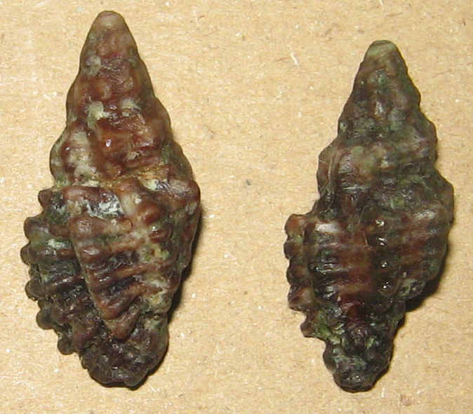 muricopsis